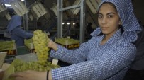 Superior Seedless Çeşidi Sofralık Üzümün İhracat Yolculuğu 22 Temmuz'da Başlıyor