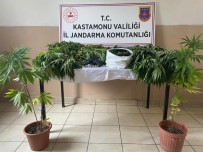 Tosya'da 105 Kök Kenevir Ele Geçirildi