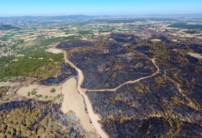 Çanakkale'de Yanan Ormanlık Alan Yeniden Ağaçlandıracak