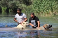 Dünyaca Ünlü Kangallar, Kavurucu Sıcaklarda Irmakta Yüzerek Serinliyorlar Haberi