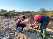 Seydikemer'de Alevlerin Arasında Kalan Kaplumbağa Kurtarıldı