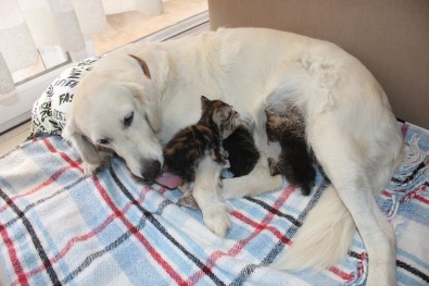 Annesiz Kedi Yavrularına Evin Köpeği Sahip Çıktı