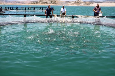 Denize Kıyısı Olmayan Yozgat'ta Yıllık Bin Ton Alabalık Üretiliyor