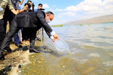 İlk Defa Üretimi Yapılan 420 Bin Adet Siraz Balığı, Hazar Gölü'ne Bırakıldı