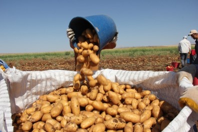 İşçi Aracısıydı Üretici Oldu