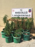 Mısır Tarlasında Saksı İçinde Kenevirler Buldu Jandarmaya Haber Verdi