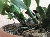 (Özel) Evin Balkonundaki Yılbaşı Çiçeği Kumruların Yuvası Oldu