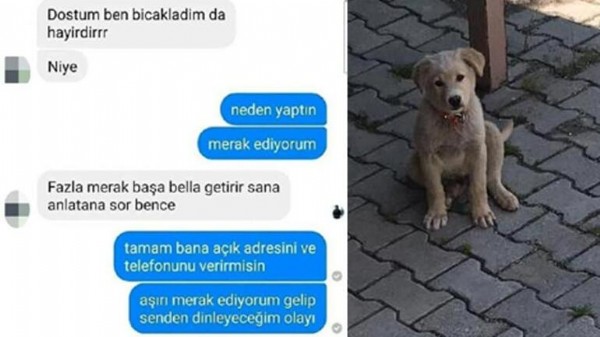 Yaraladığı köpeği serbest kalınca öldürdü! Verdiği cevap tepki çekti