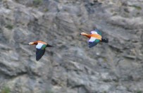 Eşlerine Sadakati İle Bilinen Angut Kuşları Erzurum'da Görüntülendi Haberi