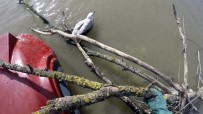 İtfaiye Ekipleri Nehrin Ortasında Mahsur Kalan Martı İçin Seferber Oldu Haberi