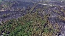 Edirne'deki Orman Yangını Kontrol Altına Alınan Orman Yangını Bölgesindeki Soğutma Çalışması Sürüyor Haberi