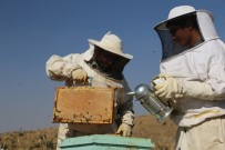 Elazığ'da Samyeli Bal Rekoltesini Düşürdü