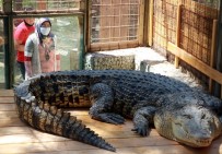 Haftada İki Kez Kırmızı Ve Beyaz Etle Besleniyor, Yanına Kimse Yaklaşamıyor