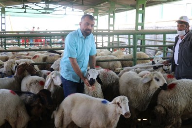 Hayvan Pazarında Şaşırtan Sakinlik