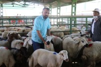 Hayvan Pazarında Şaşırtan Sakinlik