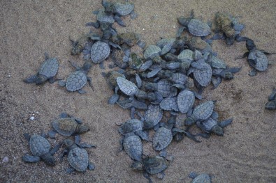 İztuzu'nda Yuva Rekor Sayıya Ulaştı