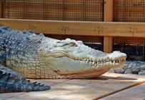 Türkiye'nin En Büyüğü 'Muhteşem Timi' Ziyaretçilerin İlgi Odağı