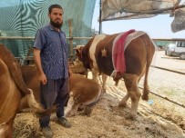 Ay-Yıldızlı 'Zorbey' Adlı Boğa Pazarın Gözdesi Oldu