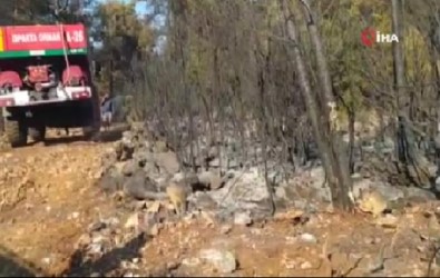 Burdur'da Orman Yangını 4 Saatte Kısmen Kontrol Altına Alındı