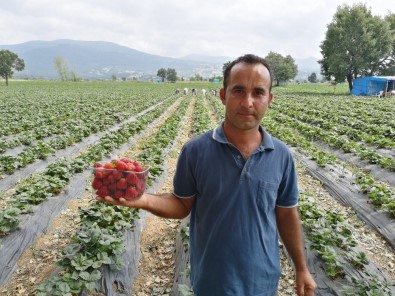 Çilek Tarlasında Okuduğu Türkülerle İşçileri Motive Ediyor
