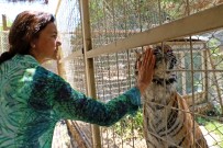 İllüzyonist Aref'in Bengal Kaplanı Hayvanat Bahçesinin Maskotu Oldu