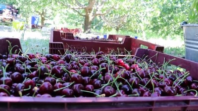 Isparta'nın Meşhur 'Kraliyet Kirazı'nda Hasat Sona Erdi