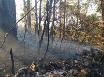 Mangaldan Çıkan Yangın 7 Hektarlık Ormanlık Alanı Yok Etti Haberi
