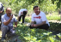 Aksaray Valisi Aydoğdu Açıklaması 'Aksaray'da Çilek Üretimini Arttıracağız' Haberi