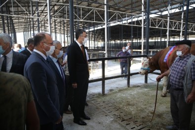 Bir Ton 500 Kilogram Ağırlığındaki Kurbanlık 29 Bin TL'ye Satıldı