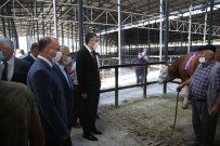 Bir Ton 500 Kilogram Ağırlığındaki Kurbanlık 29 Bin TL'ye Satıldı