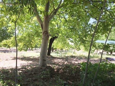 Ceviz Ağacındaki 'Baykuş' Figürü Görenleri Şaşırttı