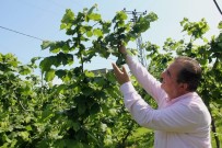 Açıklanan Fındık Fiyatı Memnun Etti