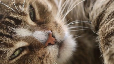 ilk kez bir kedide koronavirüs tespit edildi!