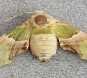 Kelebeğin Sırtındaki İnsan Sureti Görenleri Şaşırtıyor