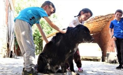 'Kurtlar Parçalasın' Diye Dağa Atılan Köpeklere Köylüler Sahip Çıktı