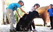 'Kurtlar Parçalasın' Diye Dağa Atılan Köpeklere Köylüler Sahip Çıktı Haberi