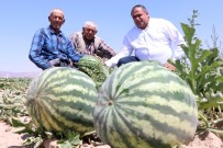 Olmaz Denilen Çorak Topraklarda Organik Kavun Karpuz Yetiştirdiler