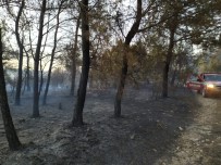 Soma'daki Orman Yangını Kontrol Altına Alındı