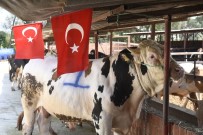 Tekkeköy'de Her Şehit İçin Bir Kurban Kesilecek