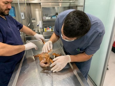 Üsküdar'da Bulunan İguana Belediyenin Neşe Kaynağı Oldu