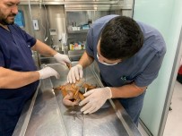 Üsküdar'da Bulunan İguana Belediyenin Neşe Kaynağı Oldu