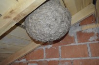 Yaban Arılarının Çatı Arasına Yaptıkları Dev Yuva Şaşırttı