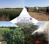 Ayçiçeği Tarlasında Kendiliğinden Yetişmiş 261 Bin Kök Kenevir Bulundu