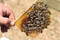 Bitlis'te Üretilen Ana Arılar Tüm Türkiye'ye Satılıyor