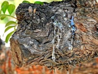 'Çeşme'den Sakız Damlıyor'