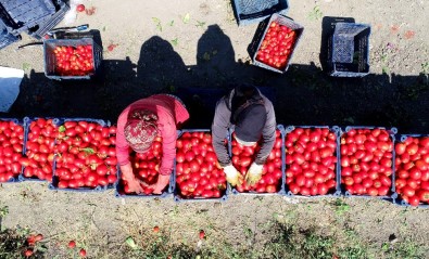 Domates Tarlada 60 Kuruşa Düştü