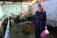İki Üniversite Bitirip 4 Dil Konuşan Rus Kadın Bursa'da Hayvancılık Yapıyor Haberi
