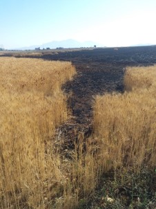 Karaman'da Çıkan Yangında 19 Dekarlık Buğday Tarlası Kül Oldu