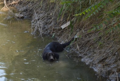 Sıcaktan Bunalan Sokak Köpeği Kendini Sulama Kanalına Attı