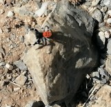 Soyu Tehlike Altında Bulunan Zehirli Ve Saldırgan Örümcek Gazipaşa'da Görüntülendi Haberi
